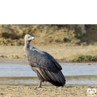 گونه دال پشت سفید White-rumped Vulture